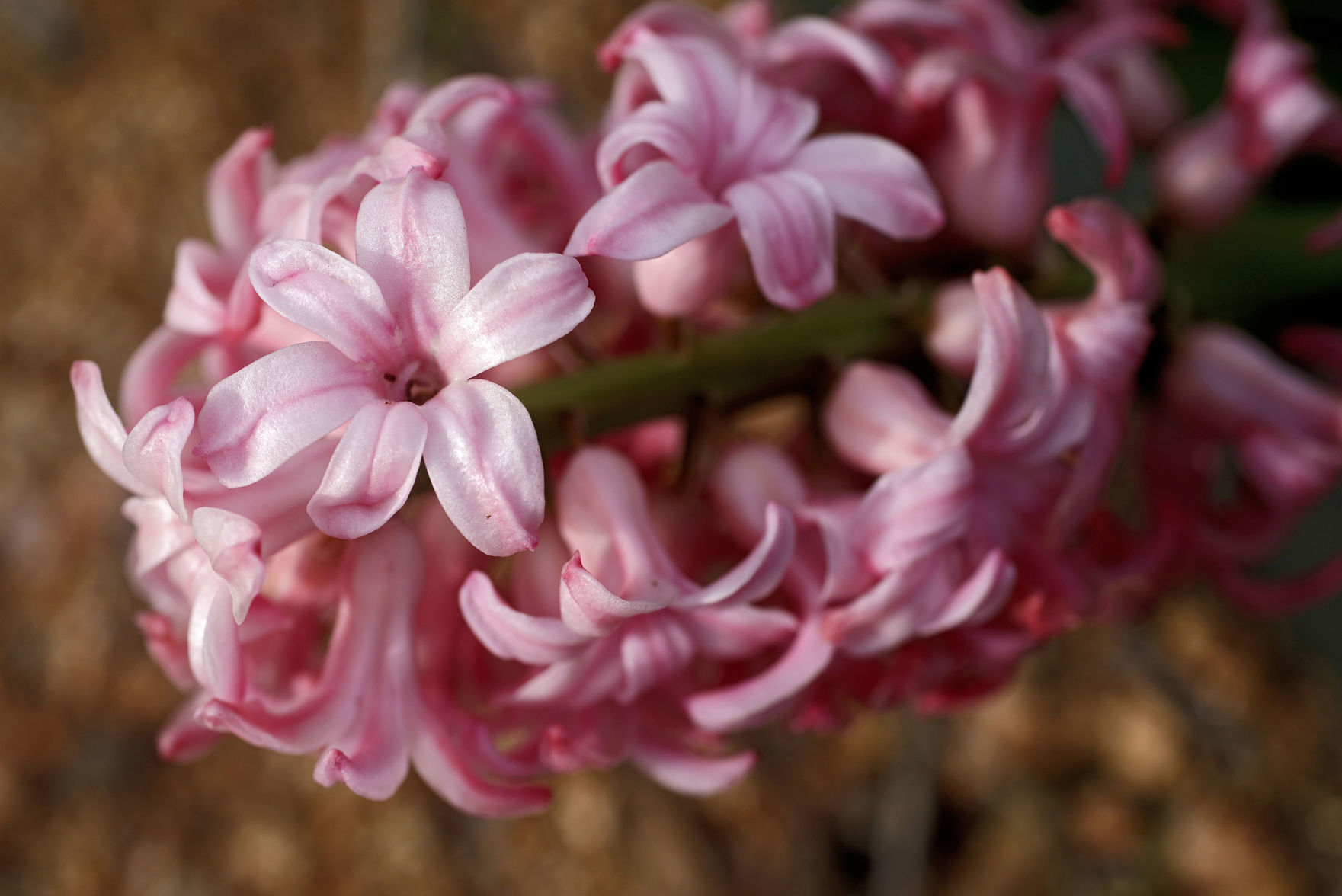 Tulsa Botanic Garden
